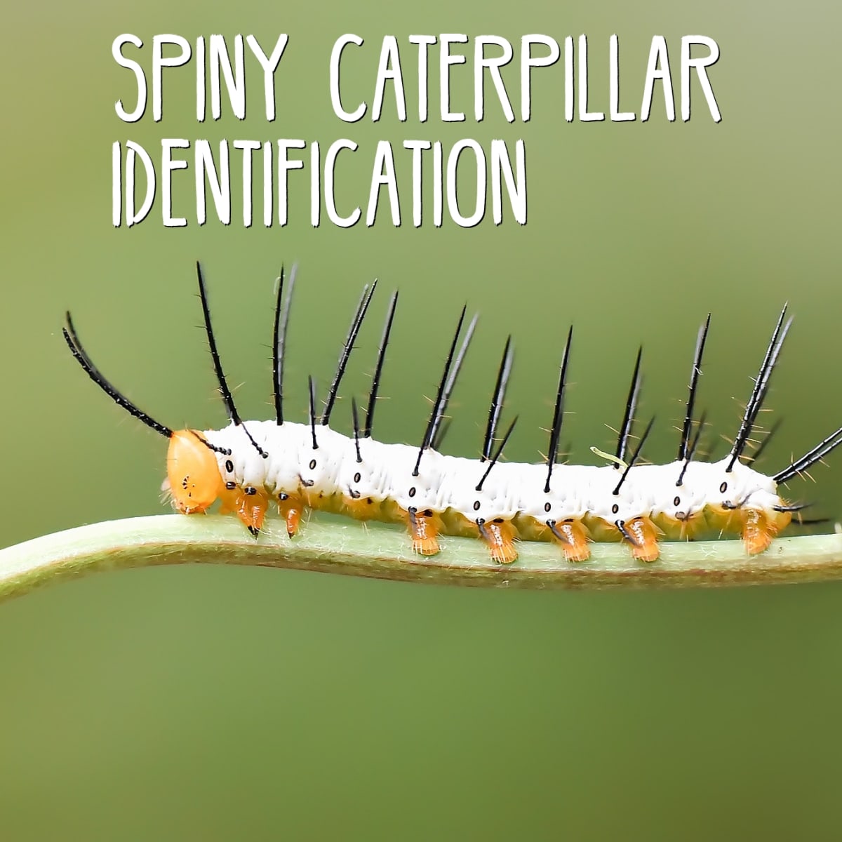 Caterpillars With Spines: A Quick and Easy Guide (With Photos ...