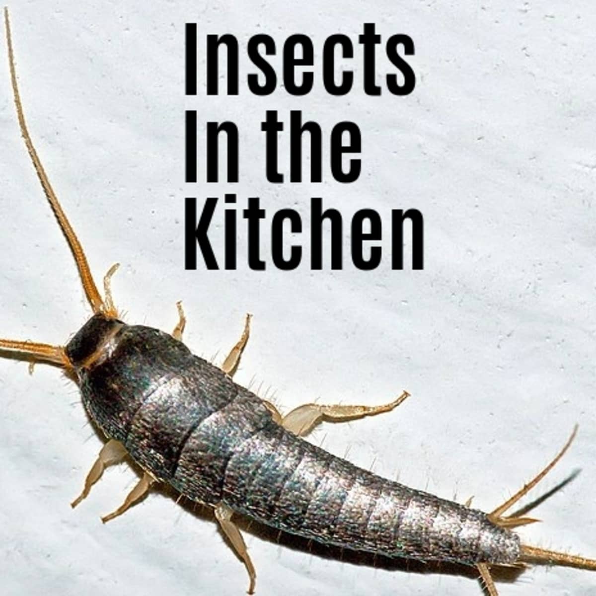 Kitchen Bugs: Identification Guide to Bugs and Insects Commonly Found in  Kitchens (With Photos) - Dengarden