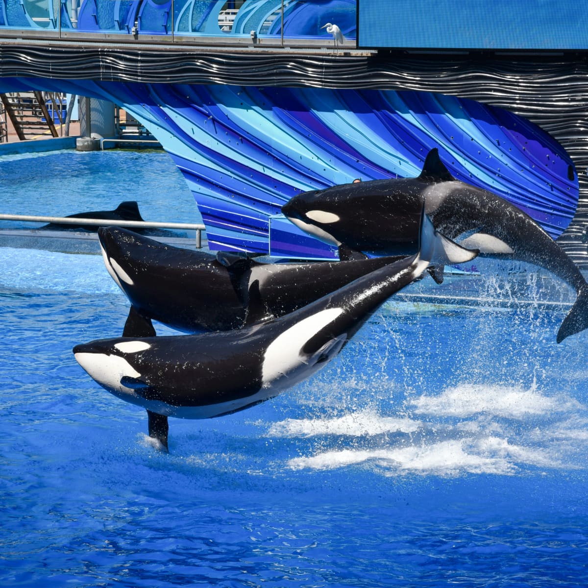 10 Facts About Killer Whales (Orca) - Owlcation