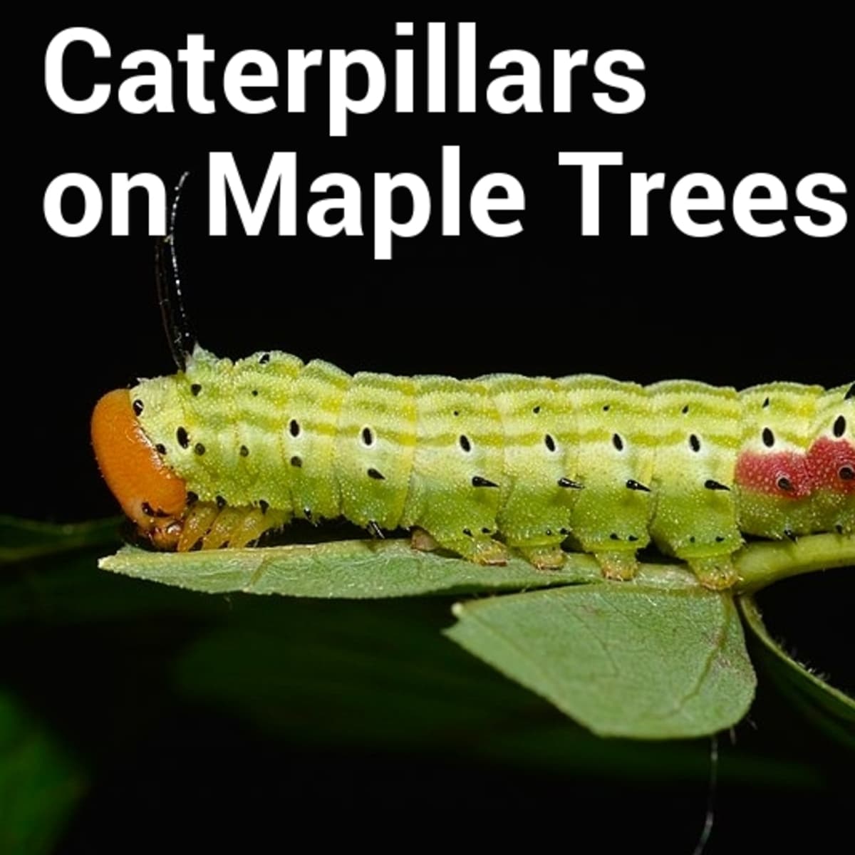 Maple Tree Caterpillars: Identification Guide (With Photos) - Dengarden