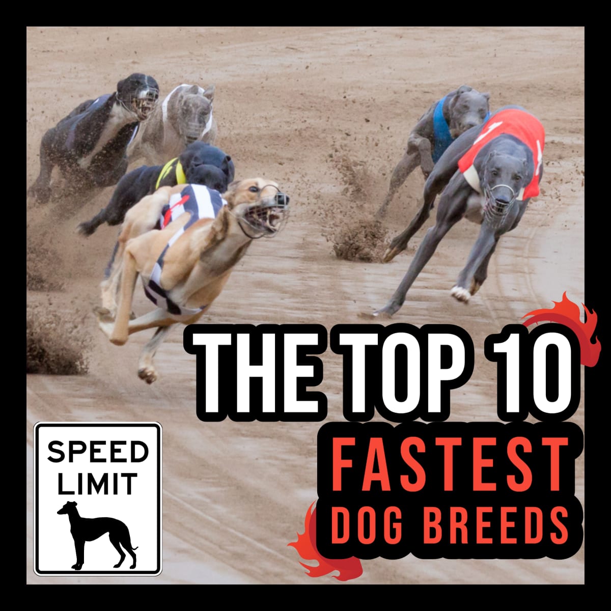 Frastødende Billedhugger afslappet The Top 10 Fastest Dog Breeds - PetHelpful