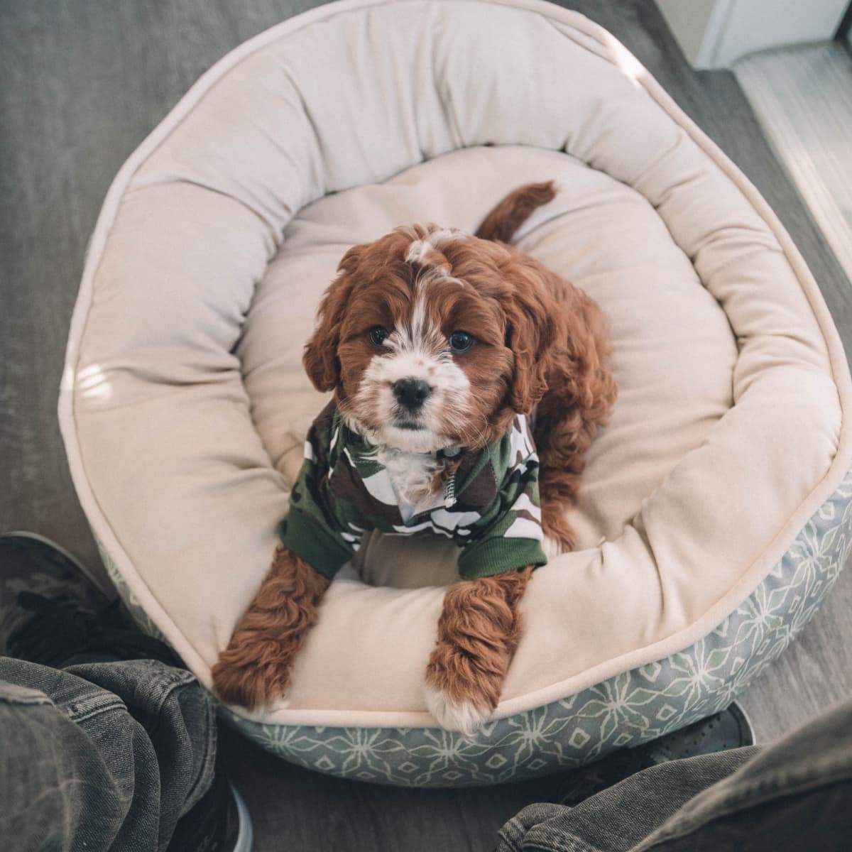 atlanta falcons dog sweater