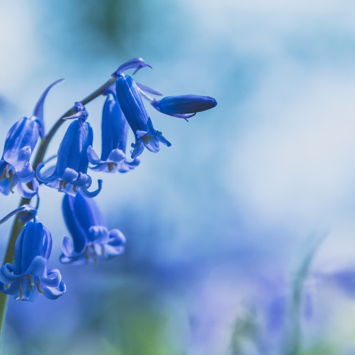 How to Grow and Protect English Bluebells - Dengarden