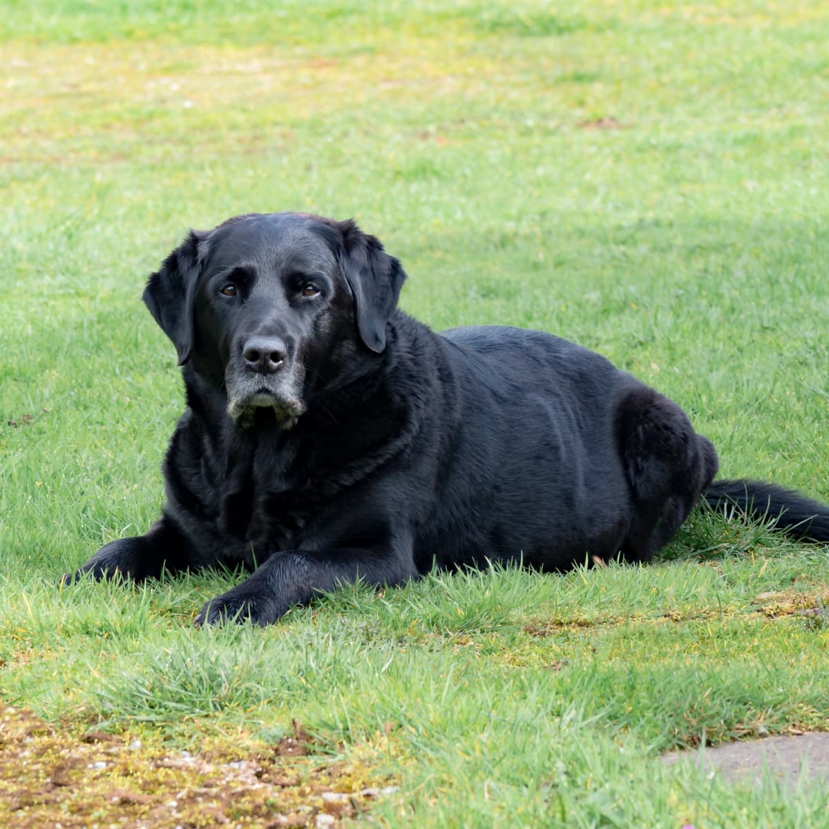 is-a-9-year-old-dog-considered-senior