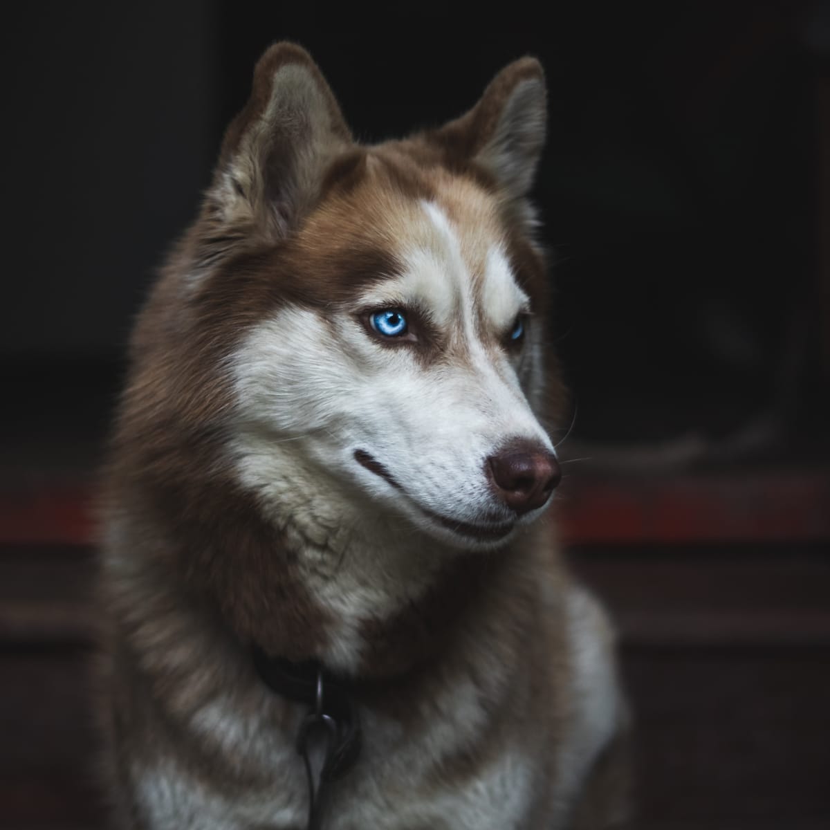how much is a white husky with blue eyes