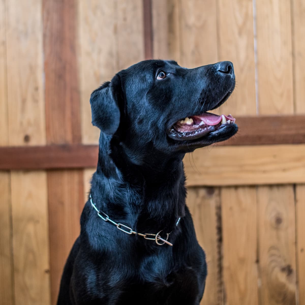 60 Names for Black Dogs: Male, Female, Badass, and Funny (From Astro to  Velvet) - PetHelpful
