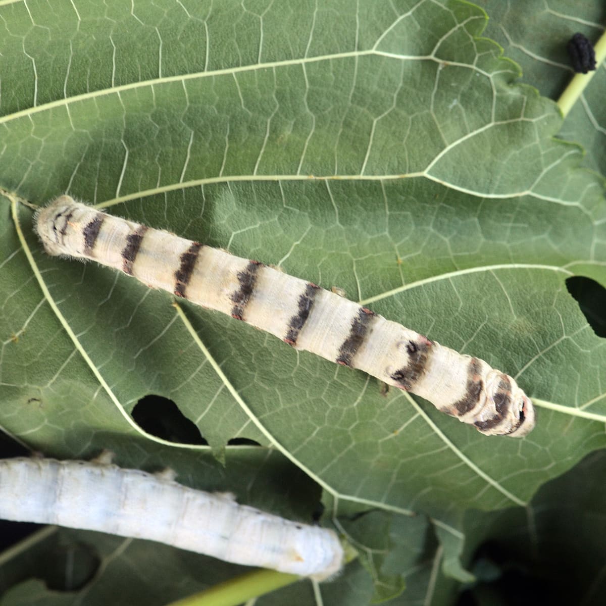 Breeding and Raising Silkworms - PetHelpful