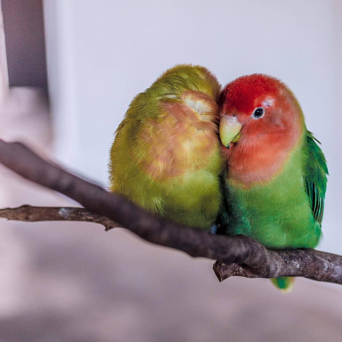 Caring for Newborn Lovebirds - PetHelpful