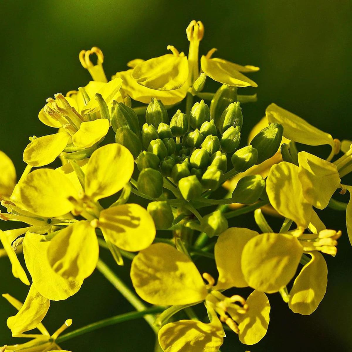 Mustard Flowers Information and Facts