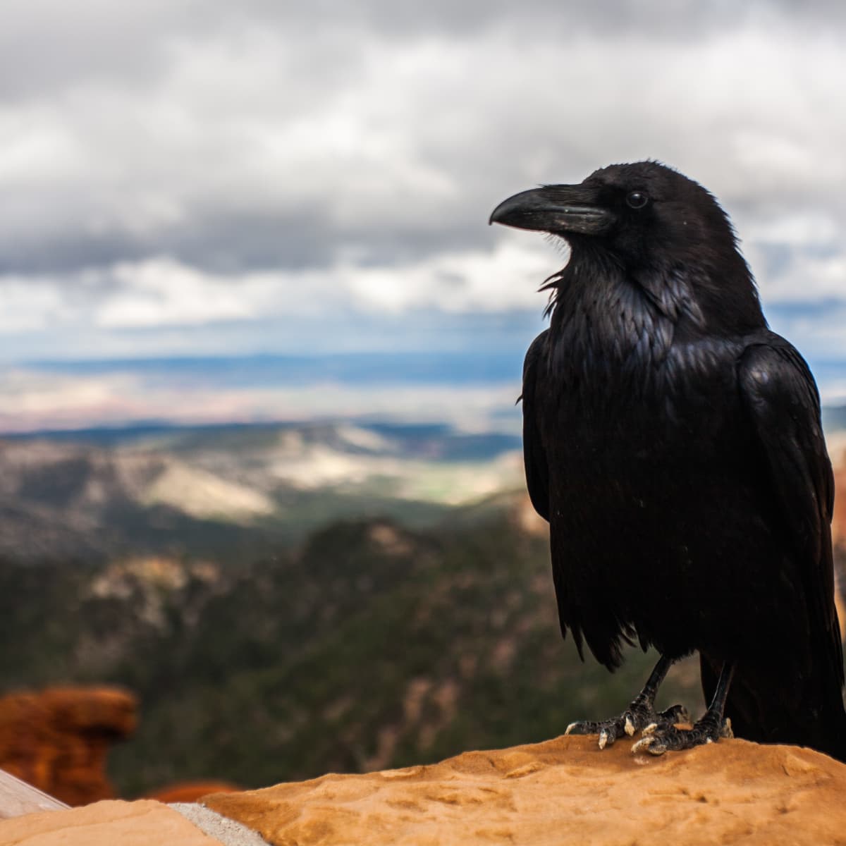 Ravens, Magpies, and Crows: The Smartest Birds - PetHelpful
