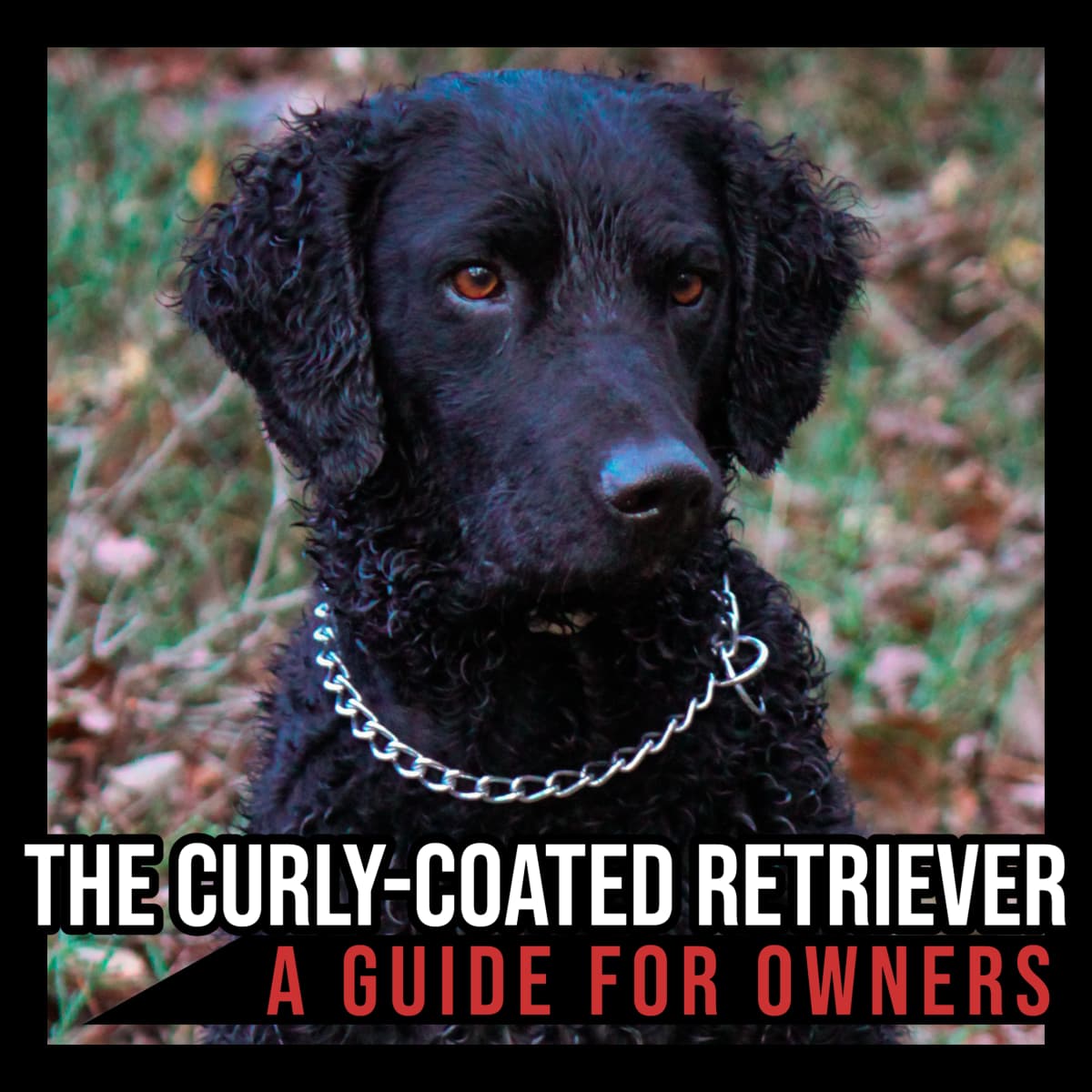 are curly coated retriever good with kids