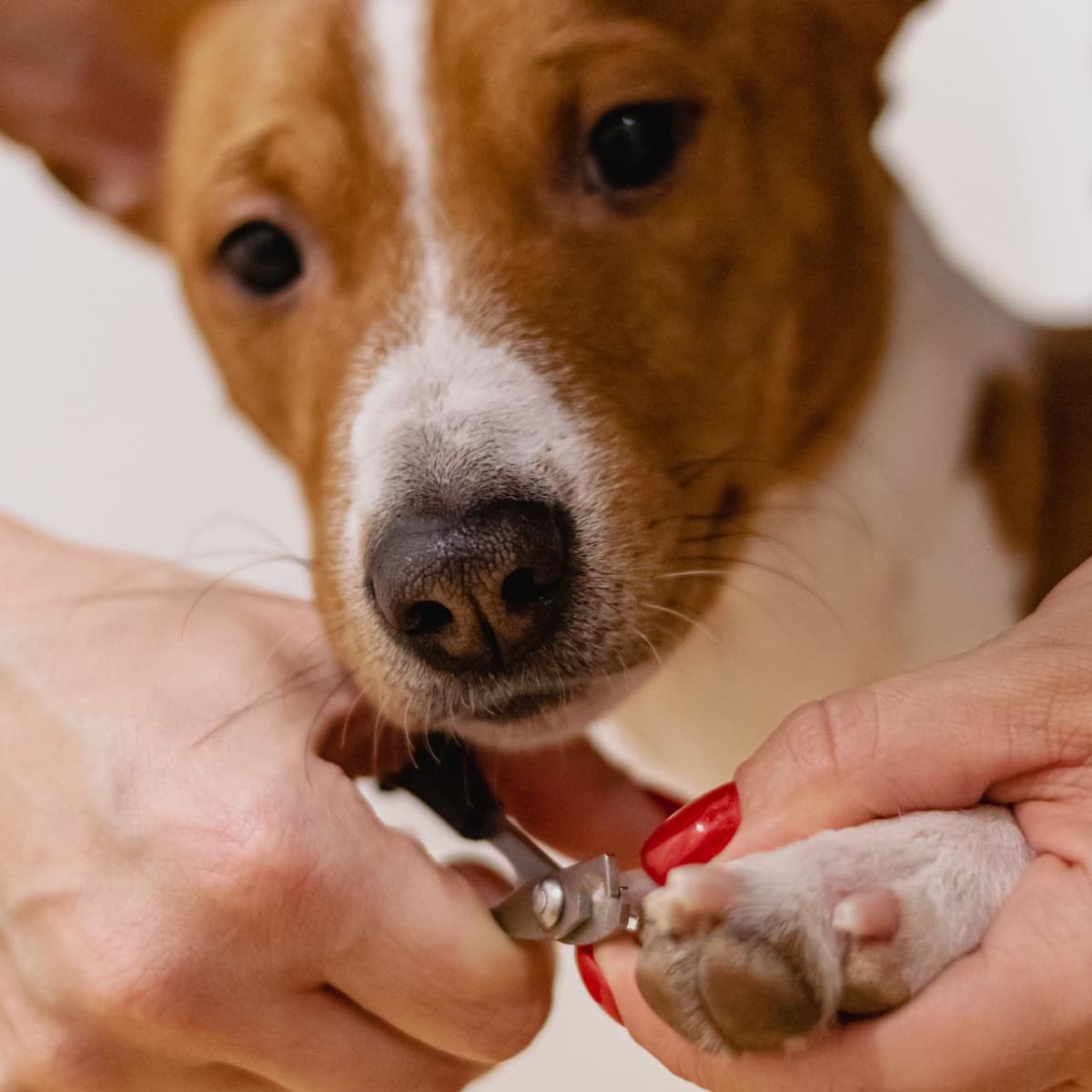 How to Treat a Torn Toenail on a Dog: 14 Steps (with Pictures)