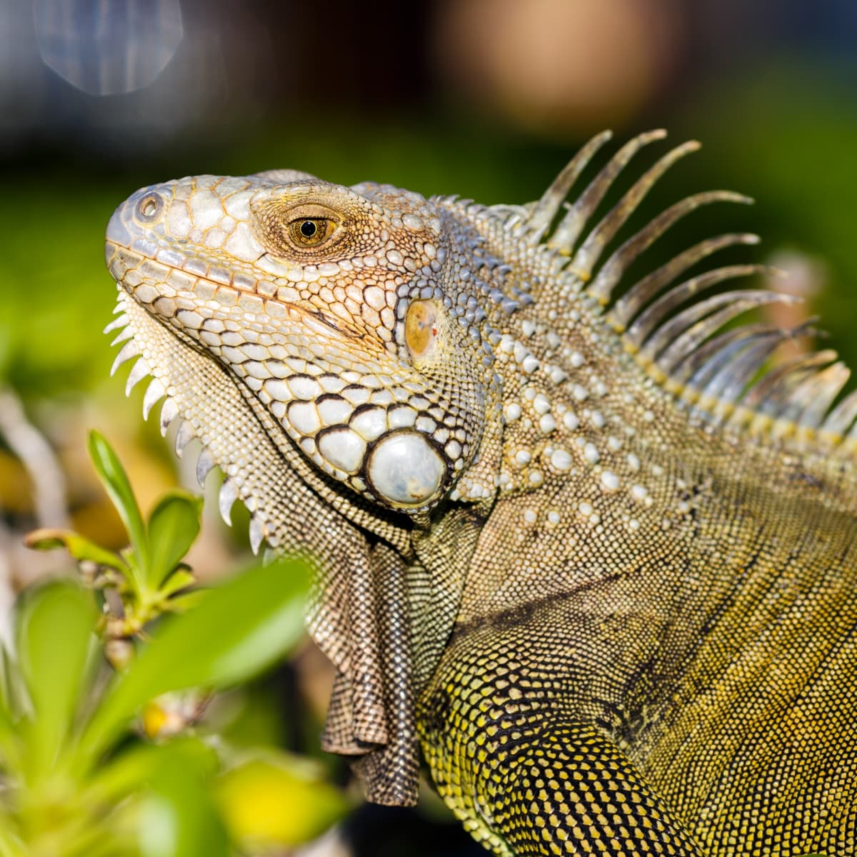 10 Pet Lizards That Don't Need to Eat Live Food - PetHelpful