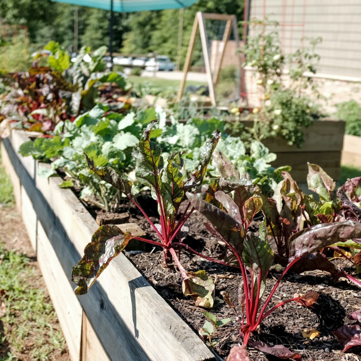 Vegetable Gardening: A Beginner's Guide