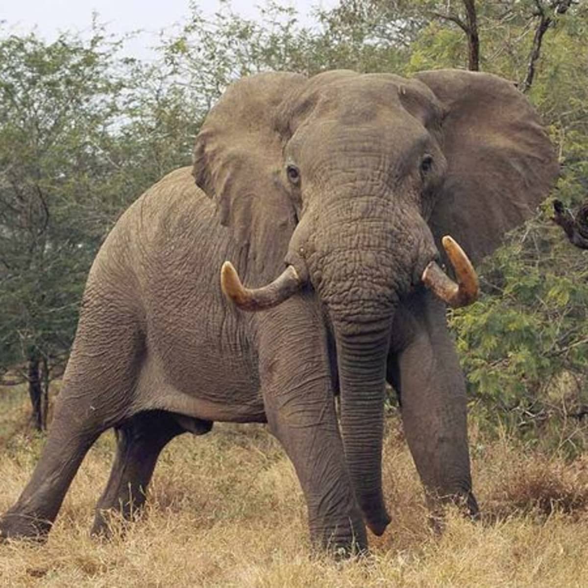 A Brief History of Elephants - HubPages
