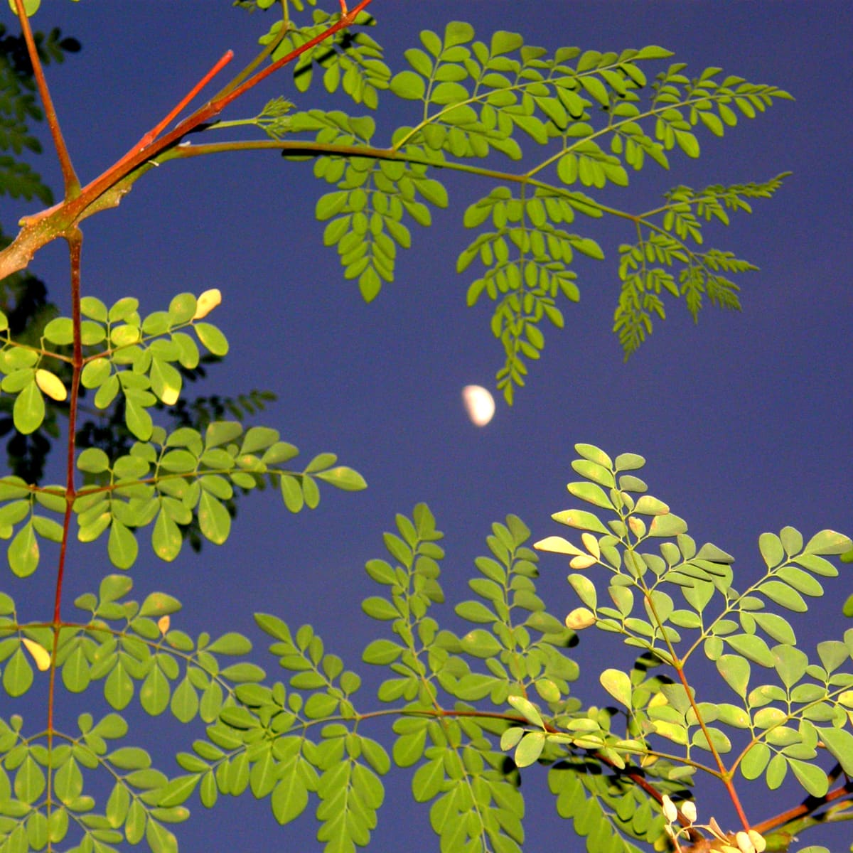 moringa tree in the bible