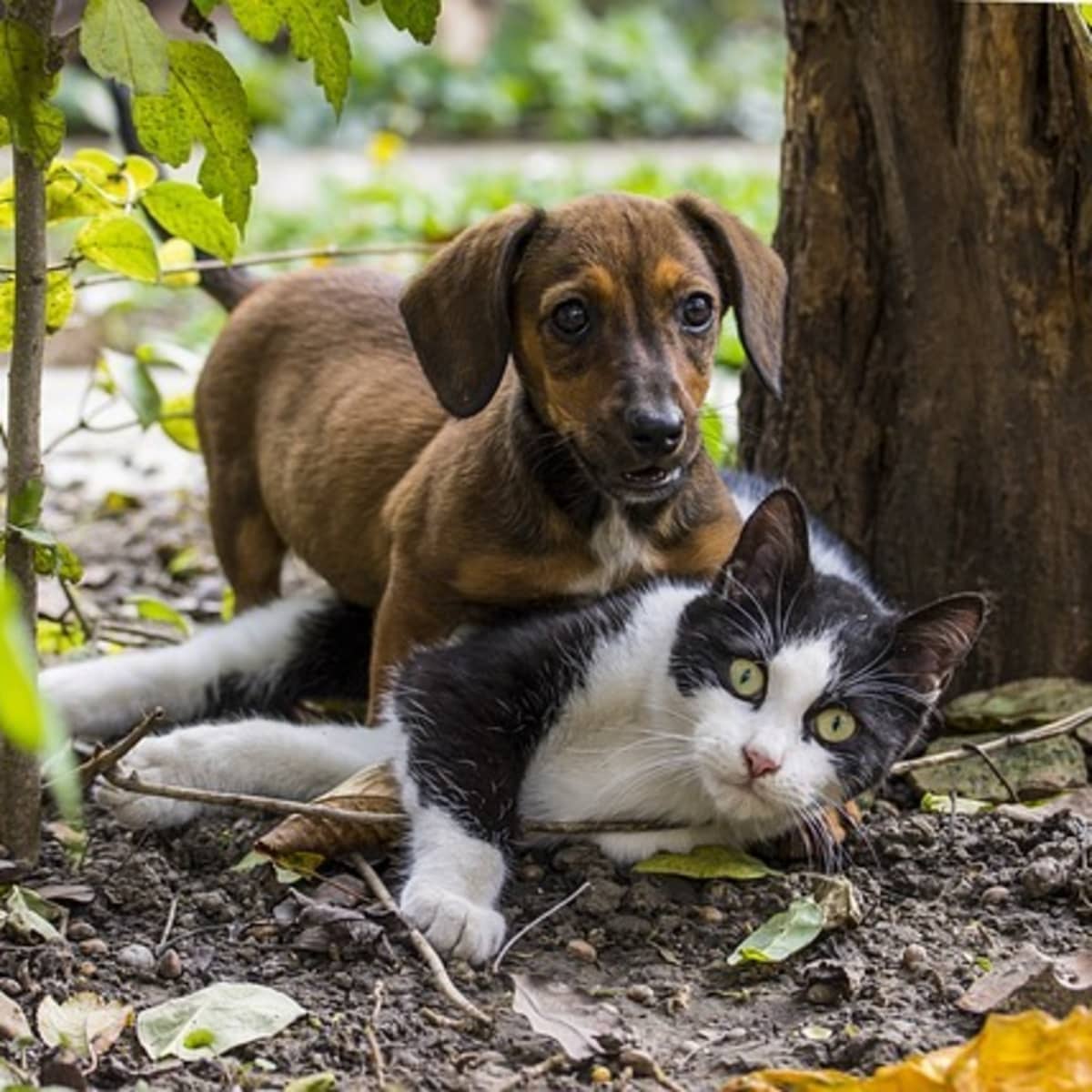 Help, My Dog Is Suddenly Attacking My Cats! - Pethelpful
