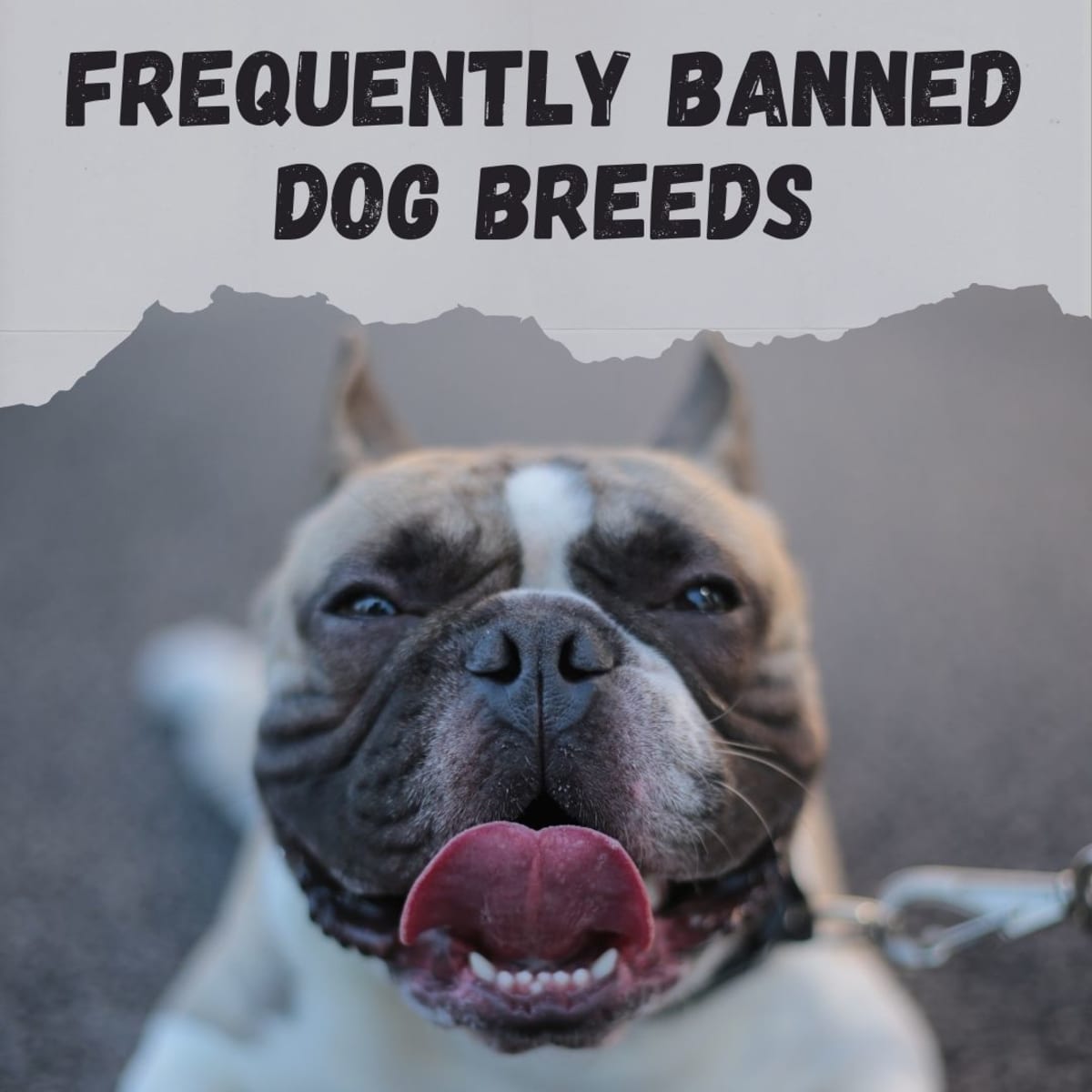are american bulldogs banned
