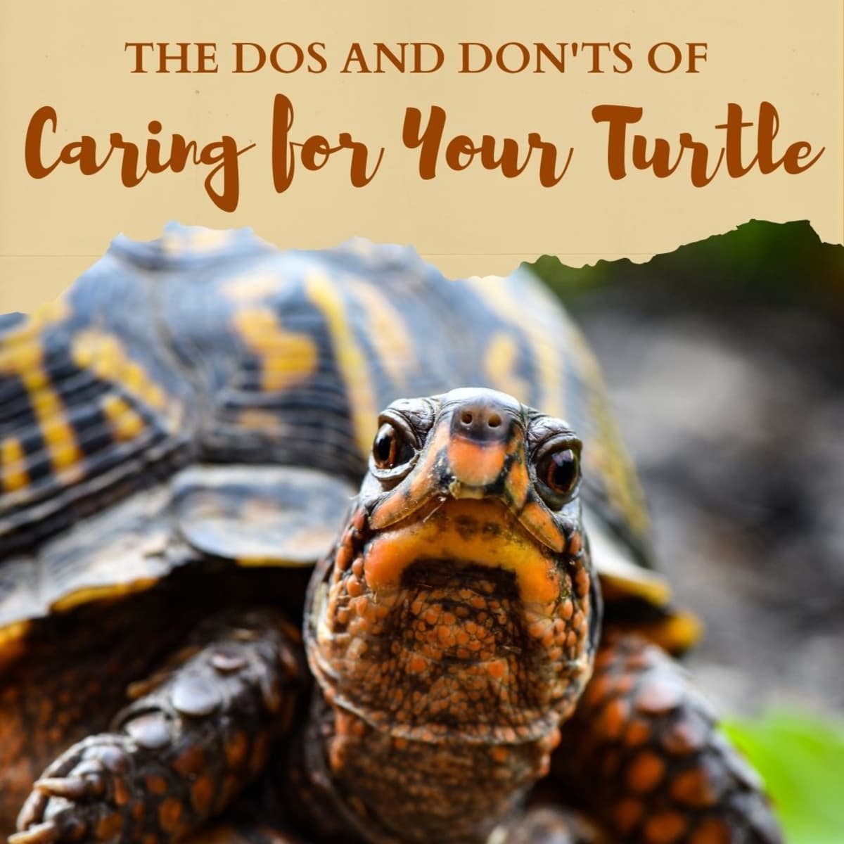 The Dos and Don'ts of Turtle Care - PetHelpful