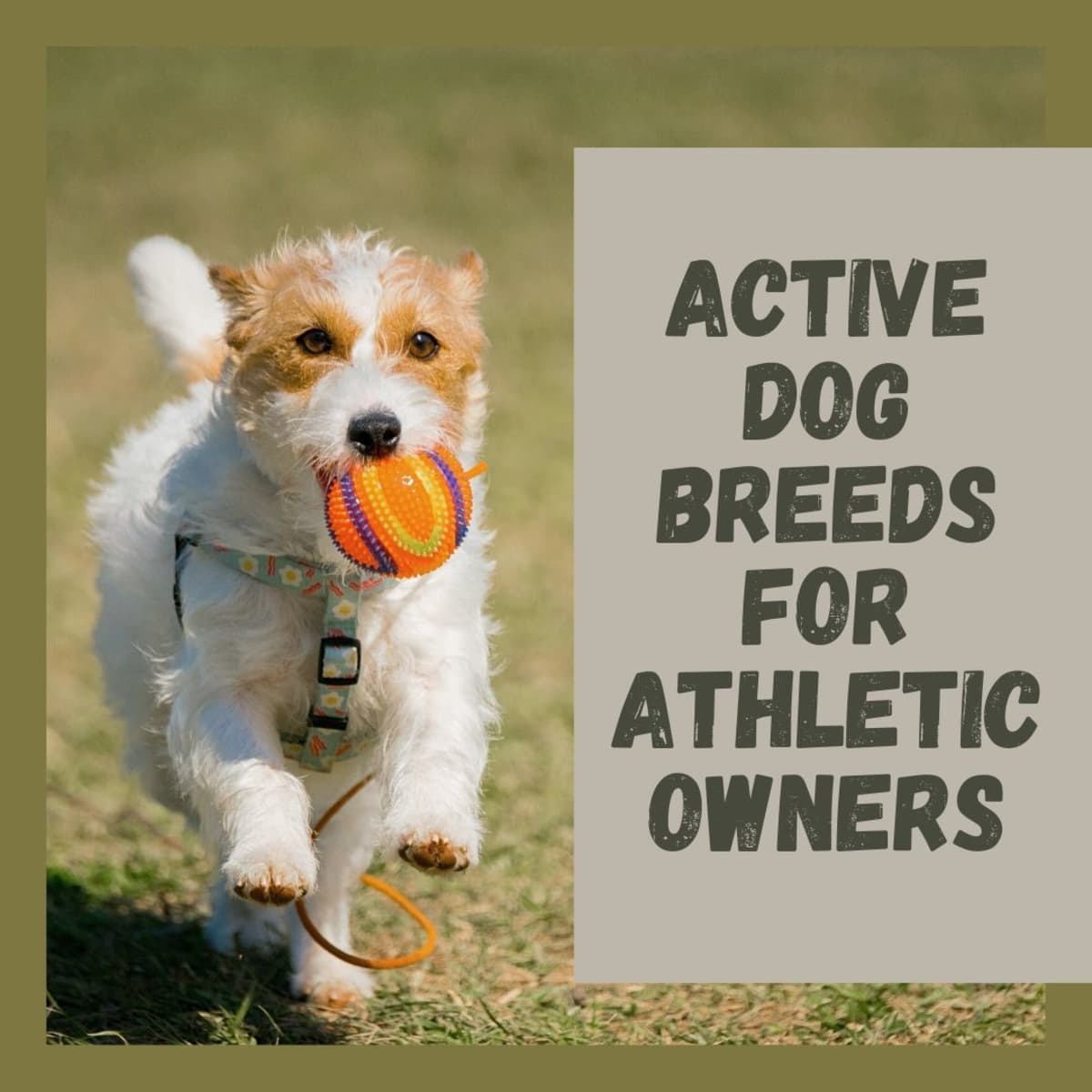 what is the most active dog