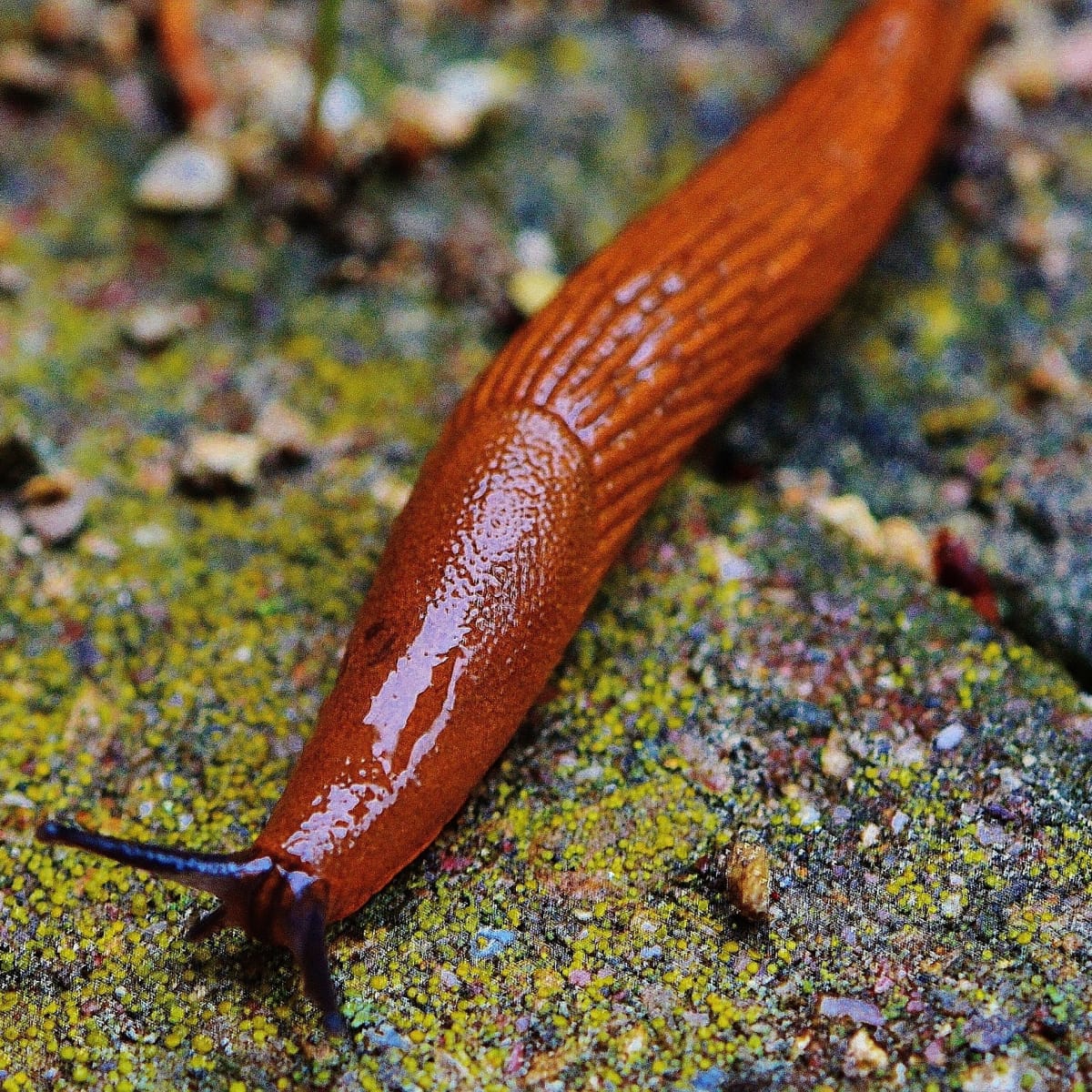 common garden slug