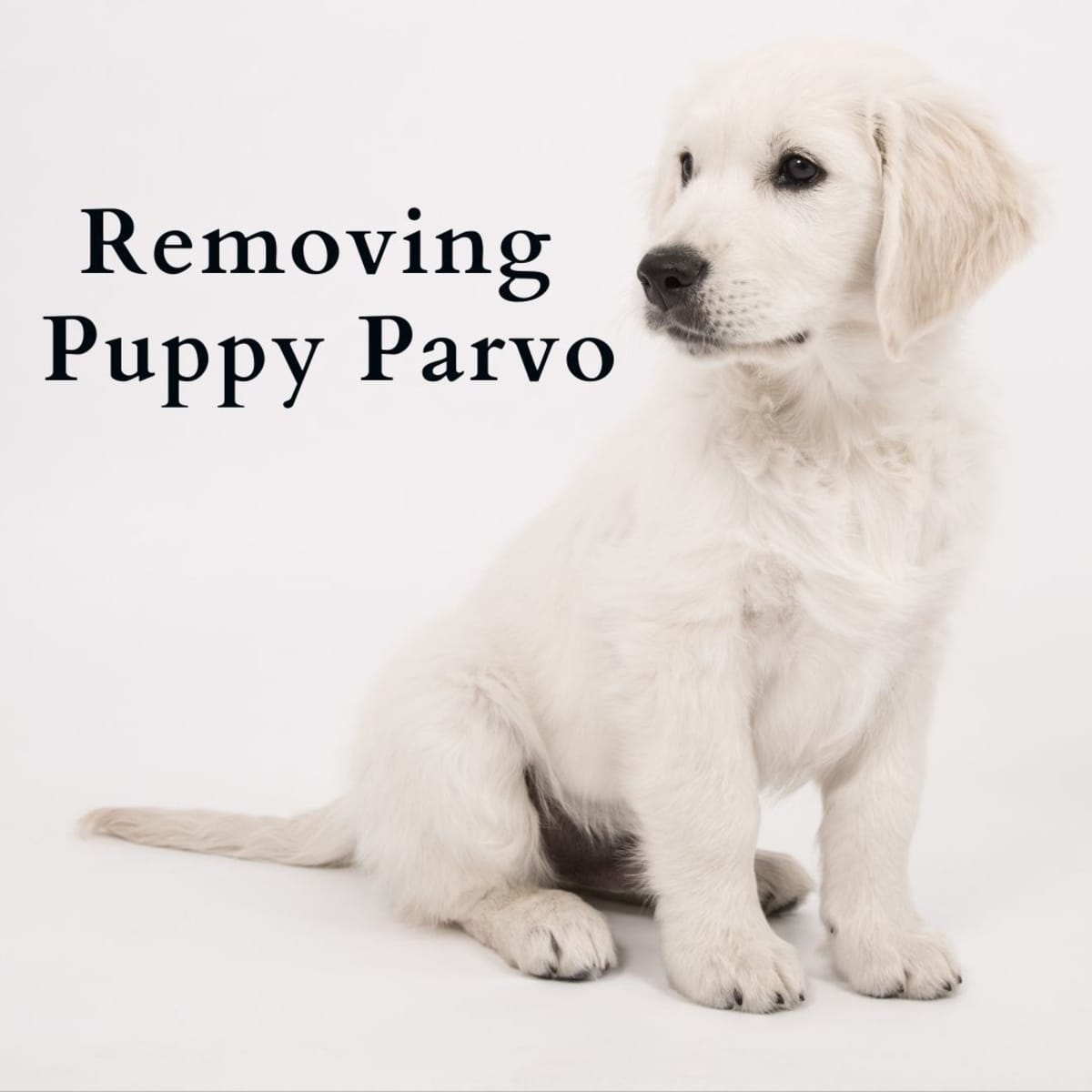 How Long Does Dog Parvo Last in Your Home or Yard? - PetHelpful