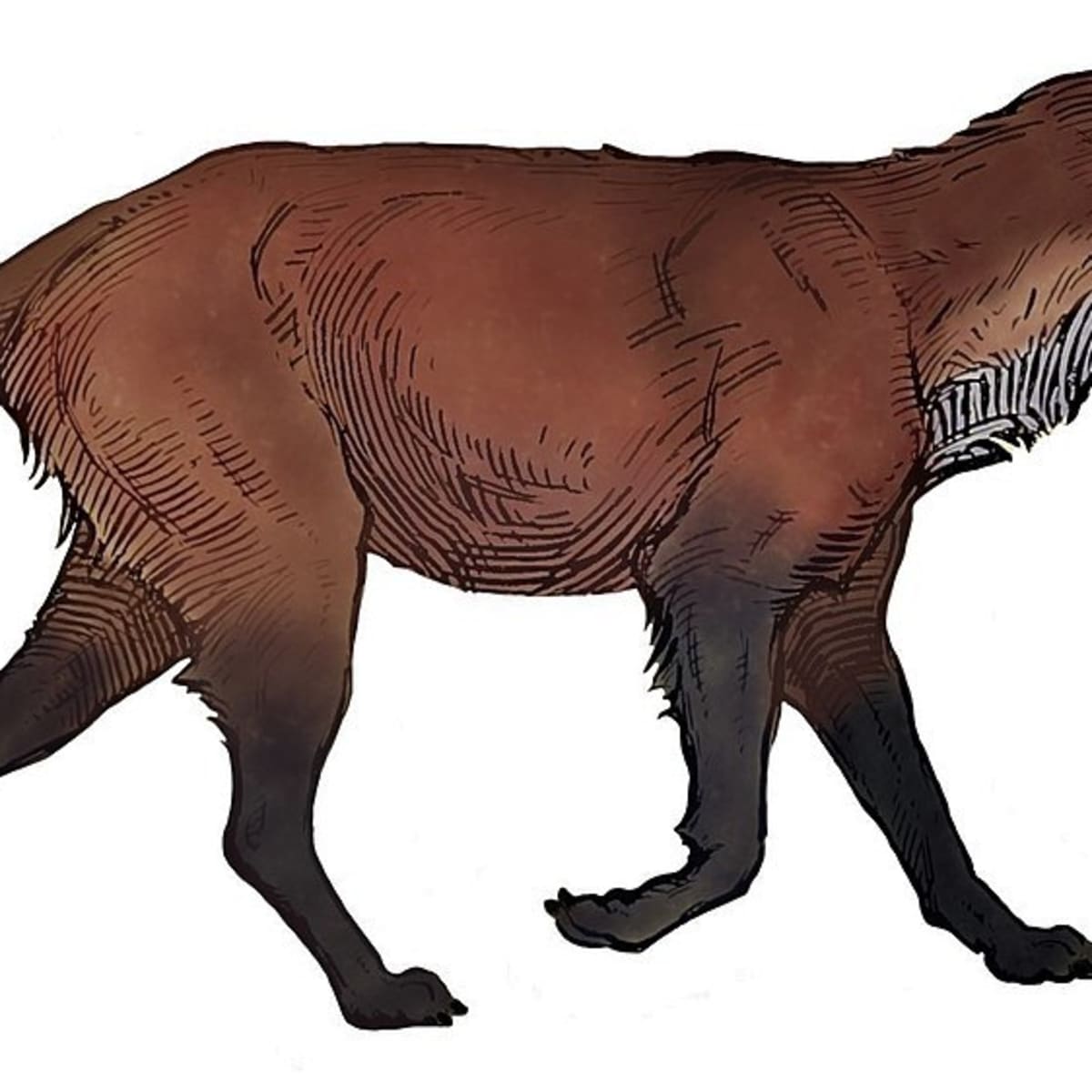 dire wolf size