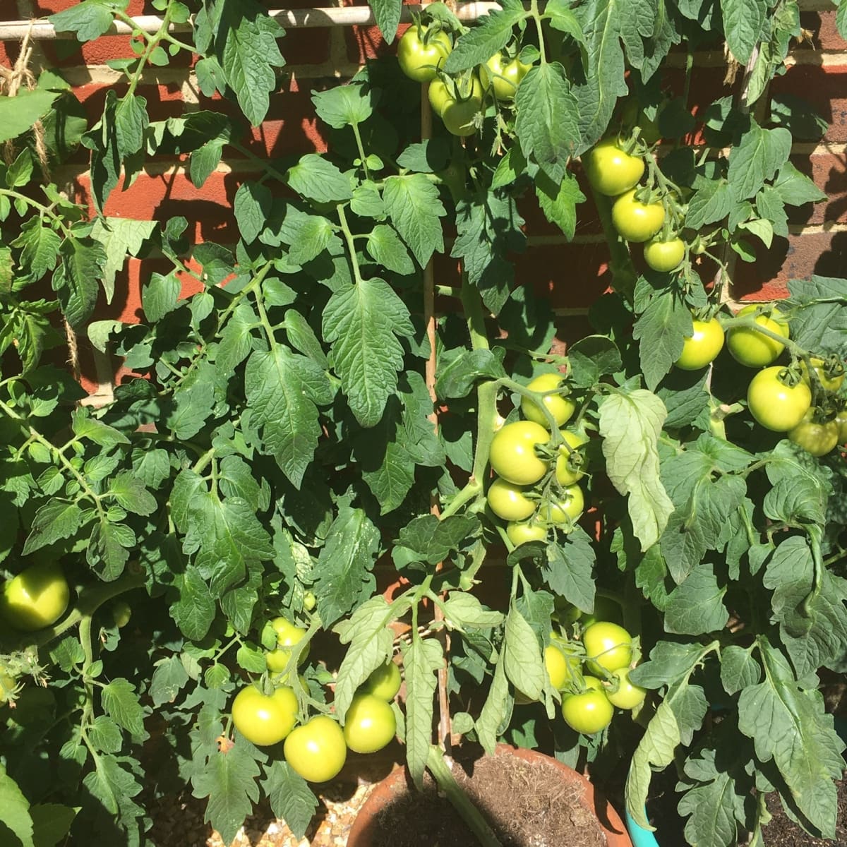 Heirloom and Beefsteak Tomatoes