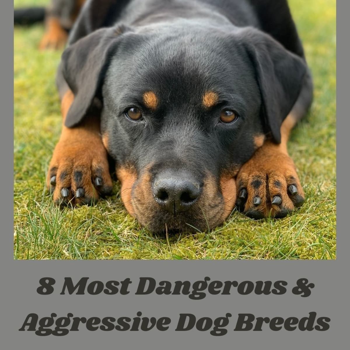 8 Aggressive Dog Breeds You Should Not Mess With - PetHelpful