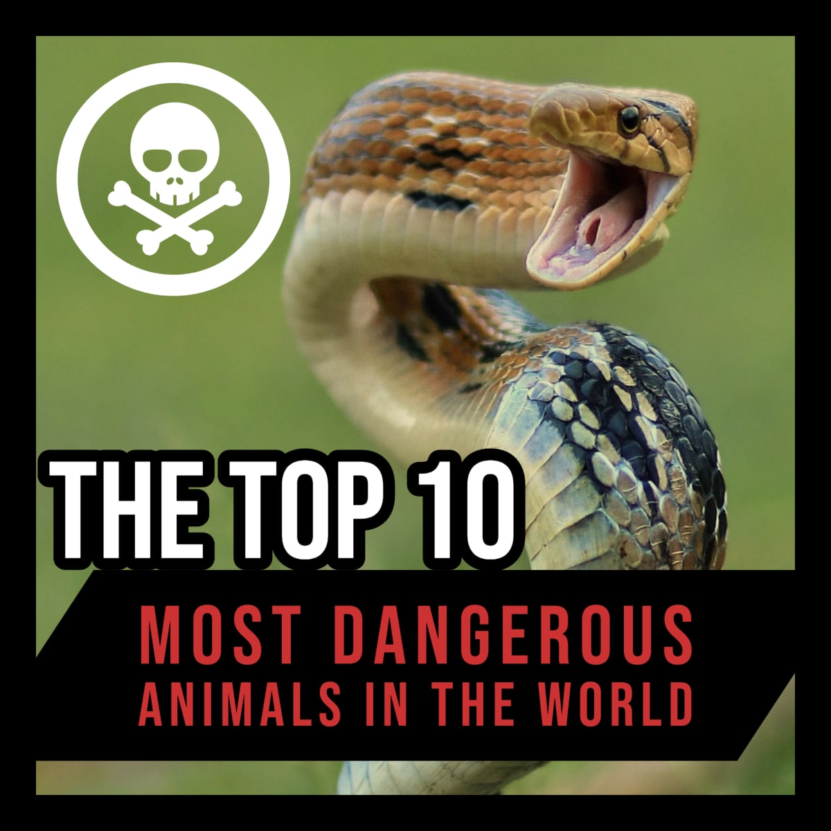 The Top 10 Most Dangerous Animals in the World - Owlcation