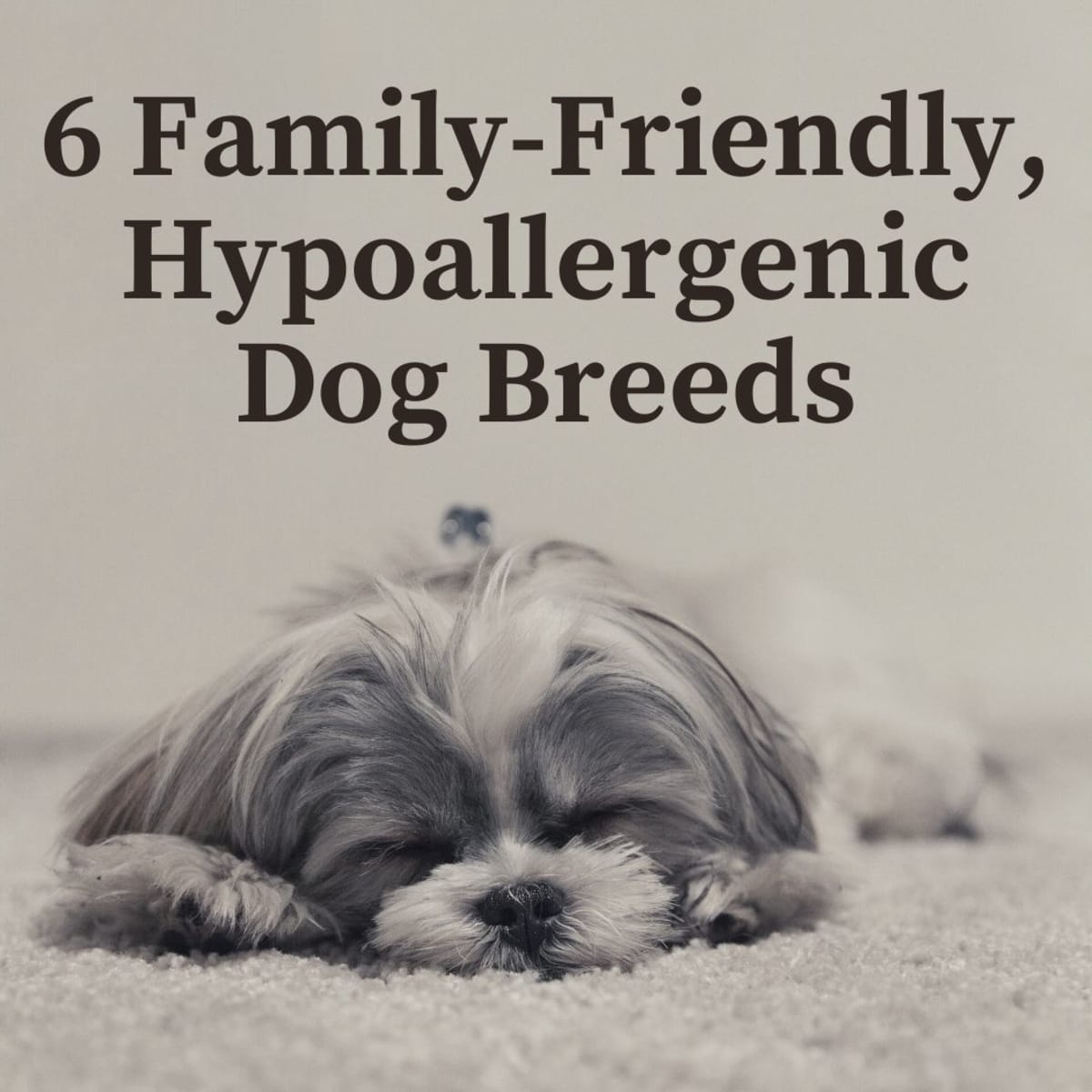Six Hypoallergenic Dog Breeds That Are Great With Kids - PetHelpful