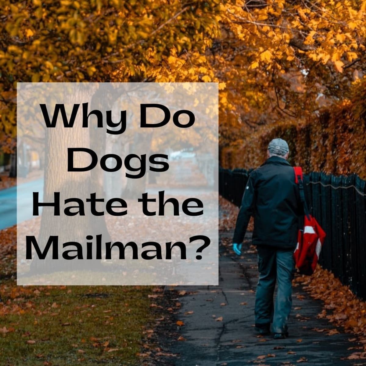 why do dogs chase mailmen