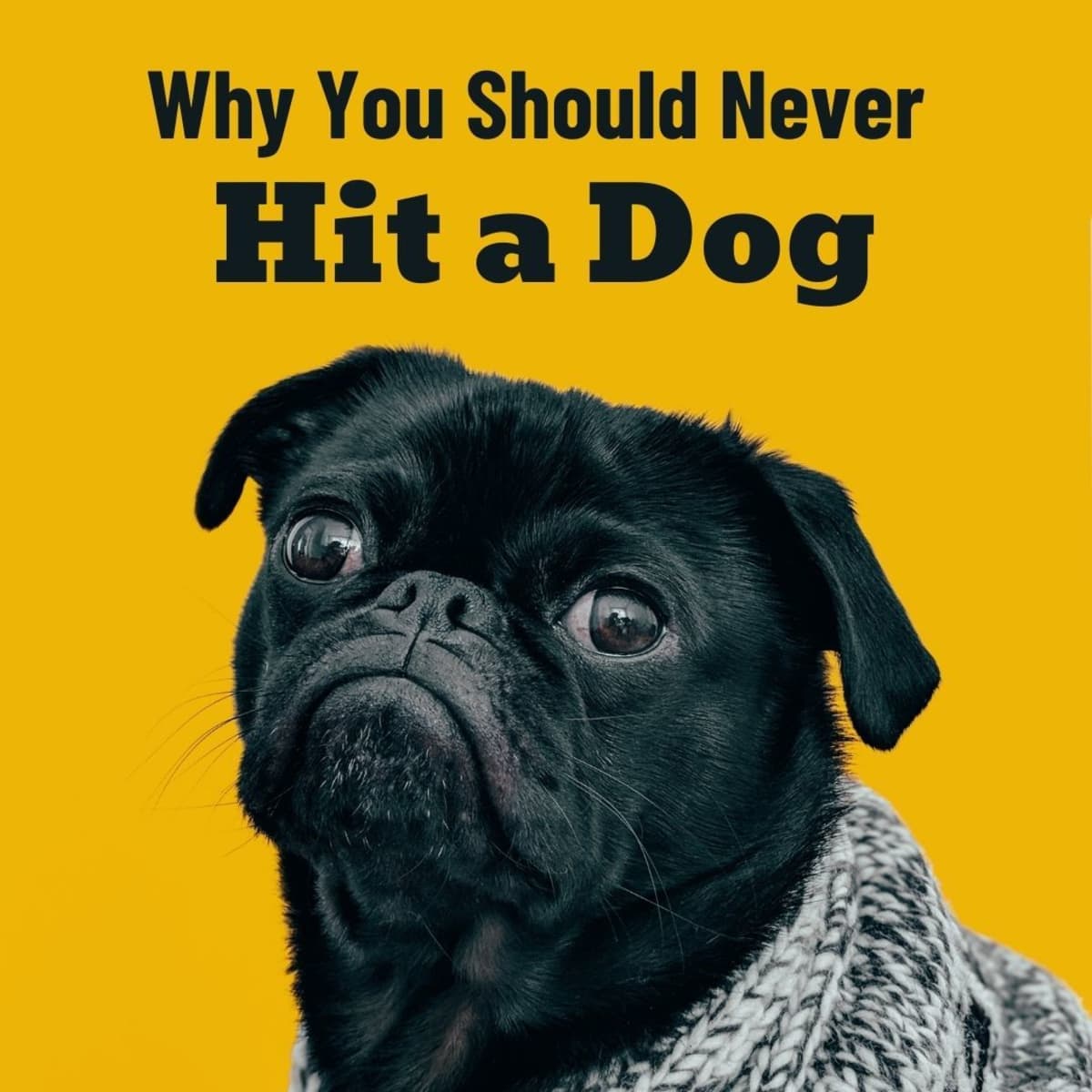 Why Hitting Dogs Is Unacceptable - PetHelpful