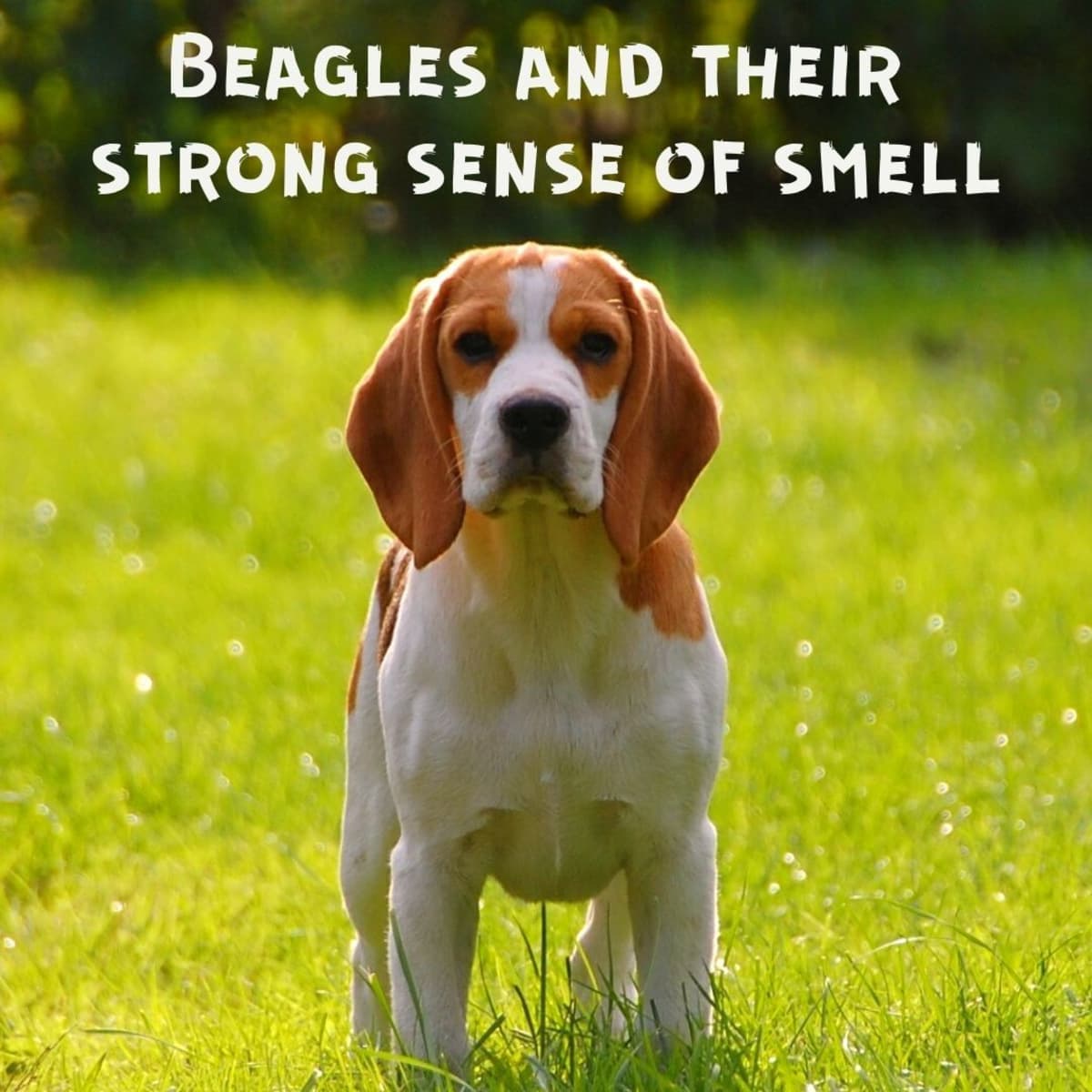 beagle question are they bred to kill the prey