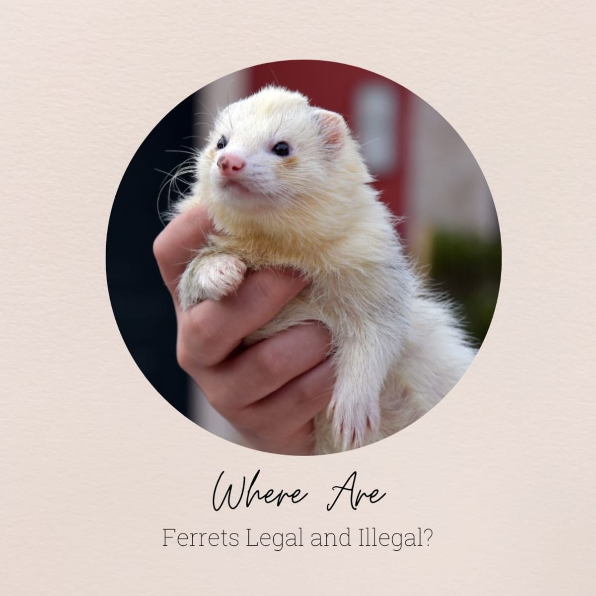 Are Ferrets Banned In Your Country Pethelpful