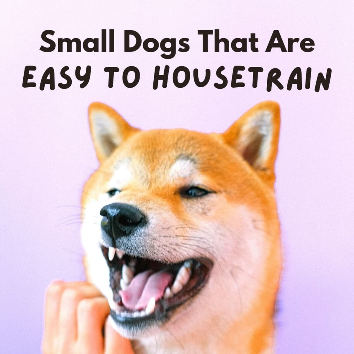 are smaller dogs easier to house train
