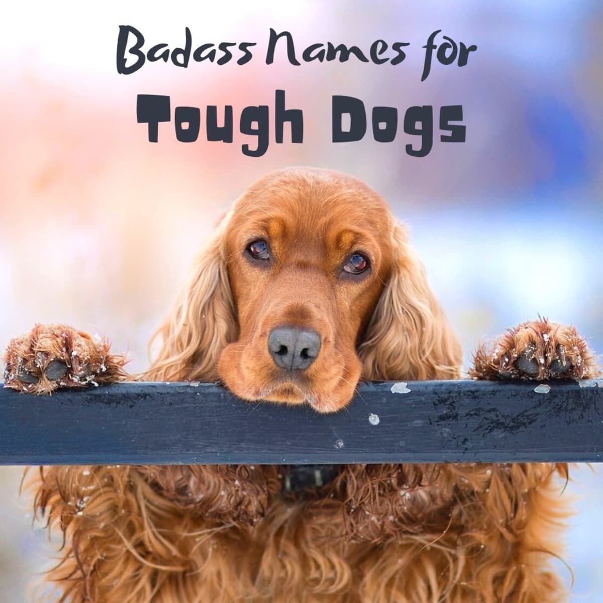 90+ Tough and Badass Dog Names: Outlaws and Gangstas - PetHelpful
