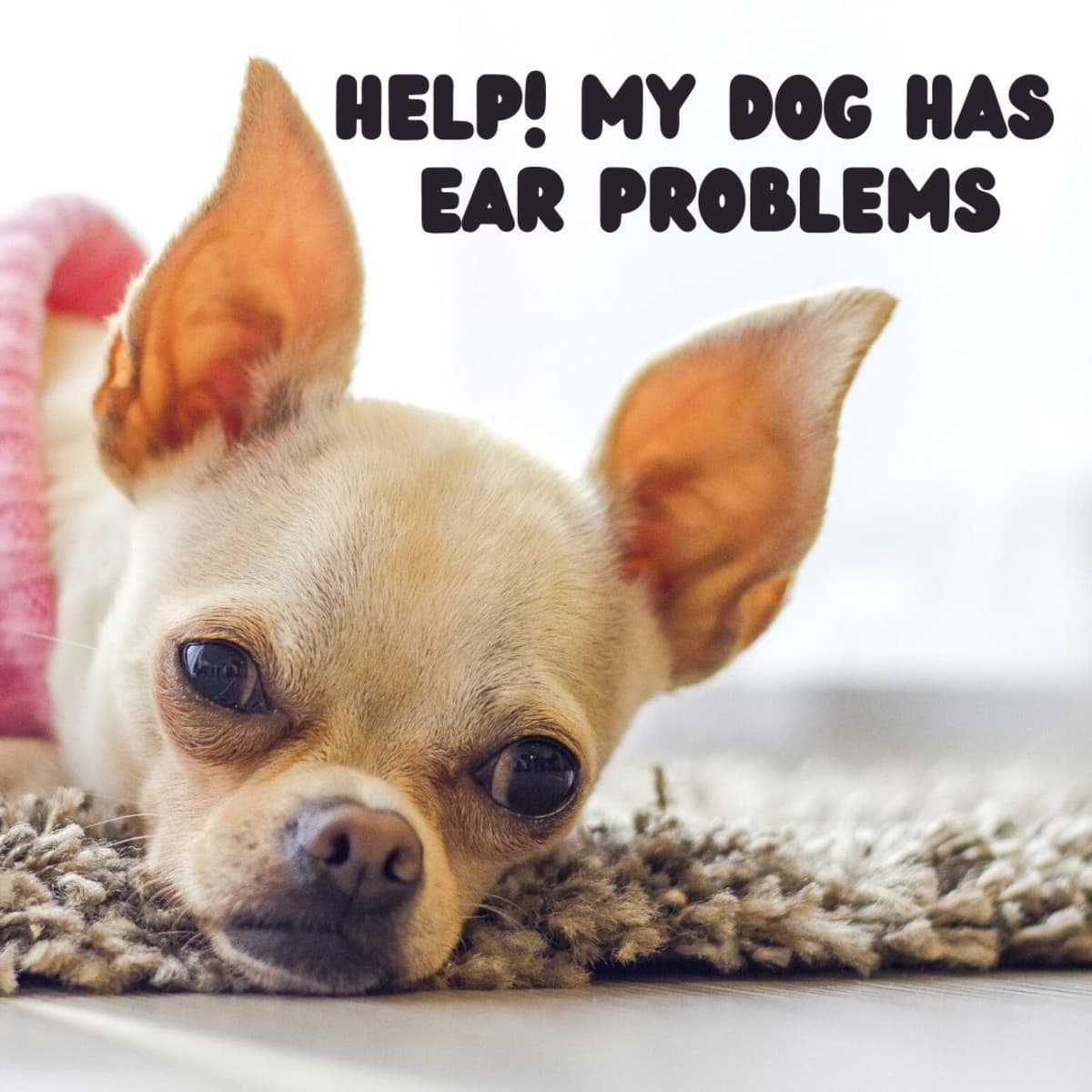 do dogs feel pain in their ears