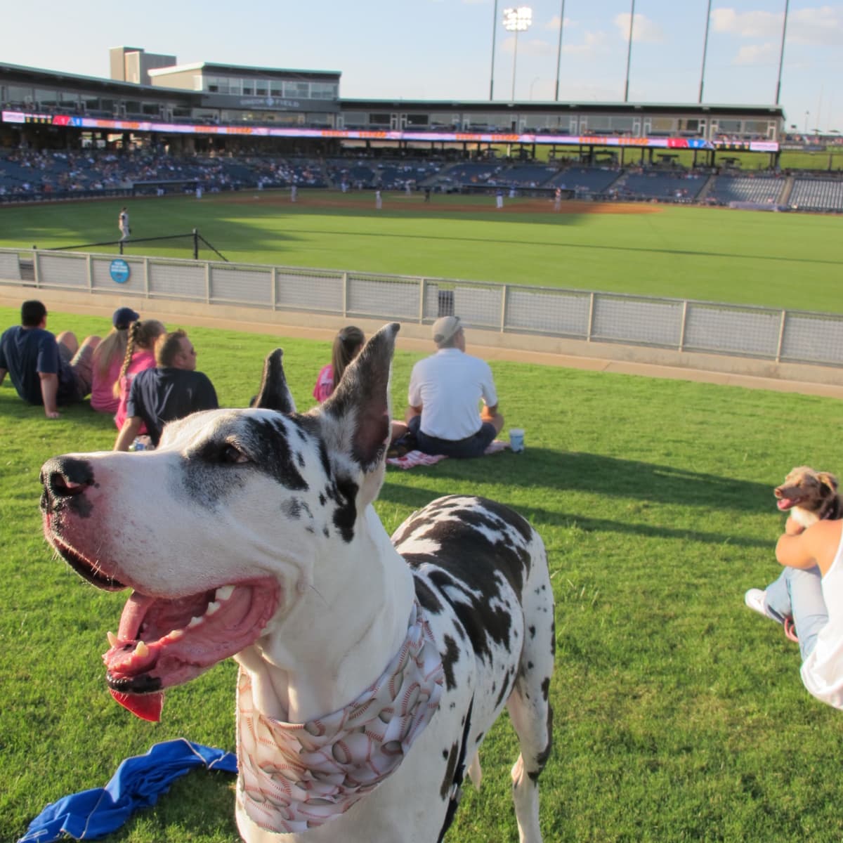 Take Your Dog to an MLB Baseball Game, 2018 Dog Day Game Schedules
