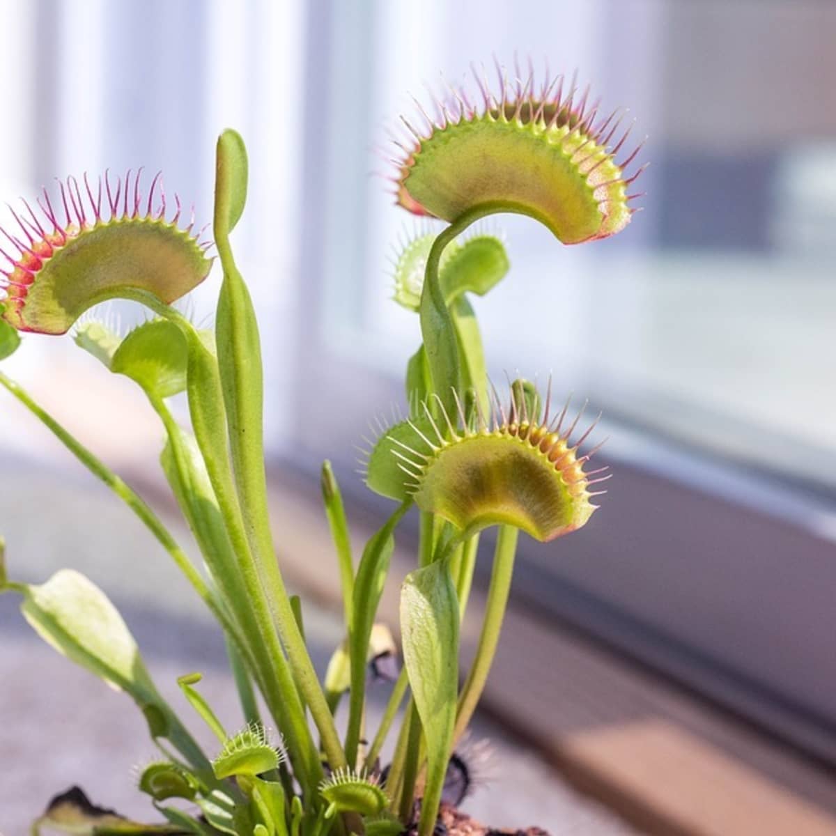 All About Venus Flytraps and How to Care for This Carnivorous Plant -  Dengarden