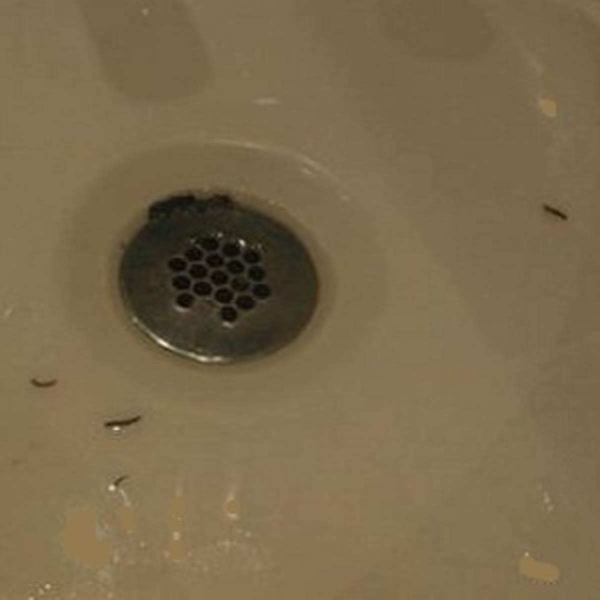 How to Get Rid of Worms in the Toilet?