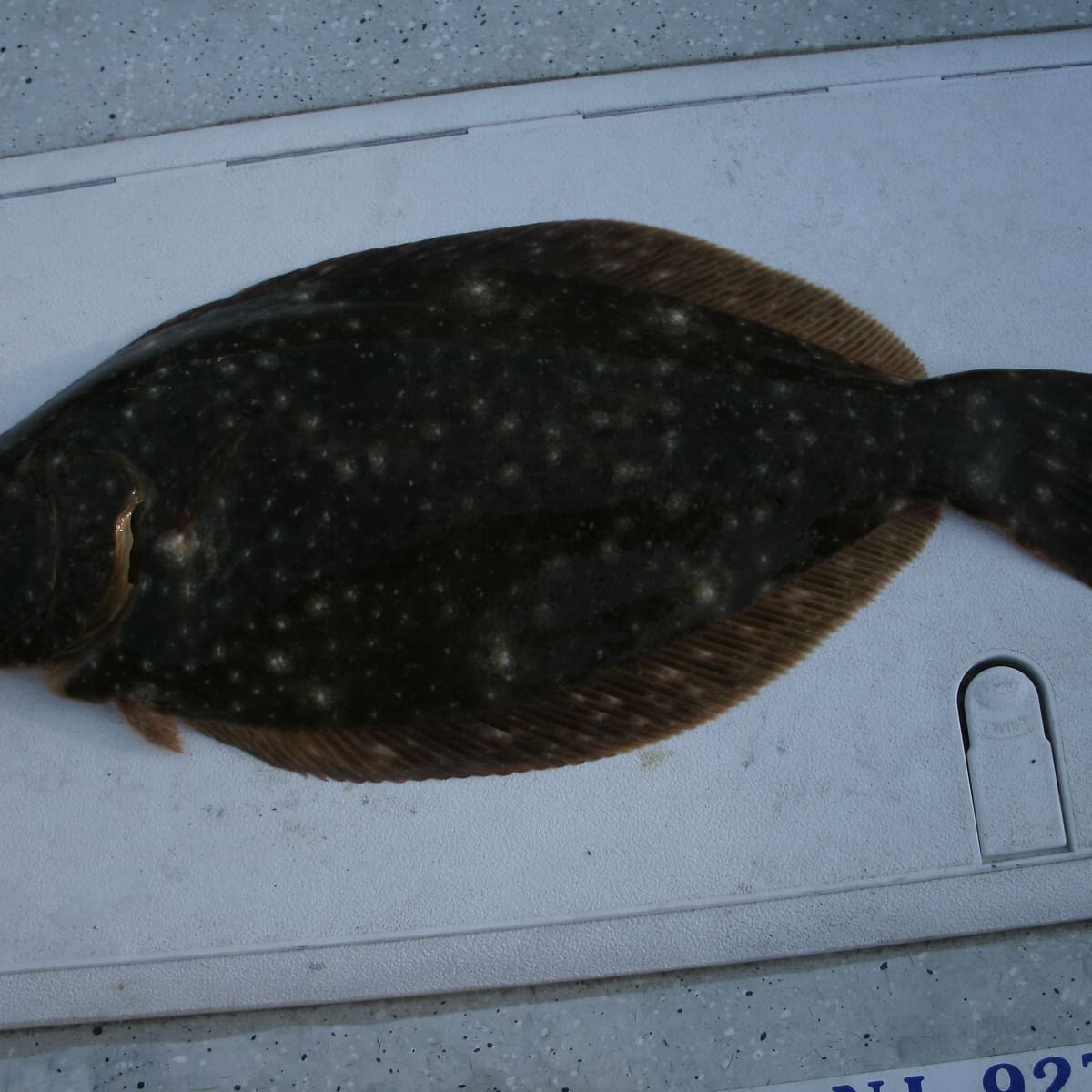 A Local Fisherman's Guide to the Best Fluke Fishing in Southern