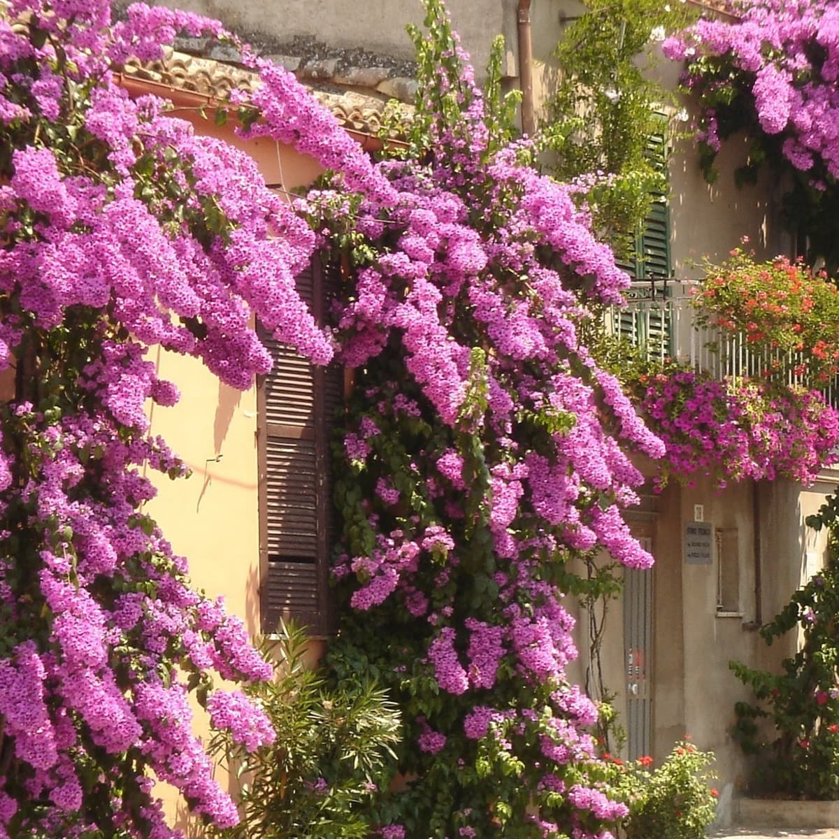 How to Grow Bougainvillea - Dengarden