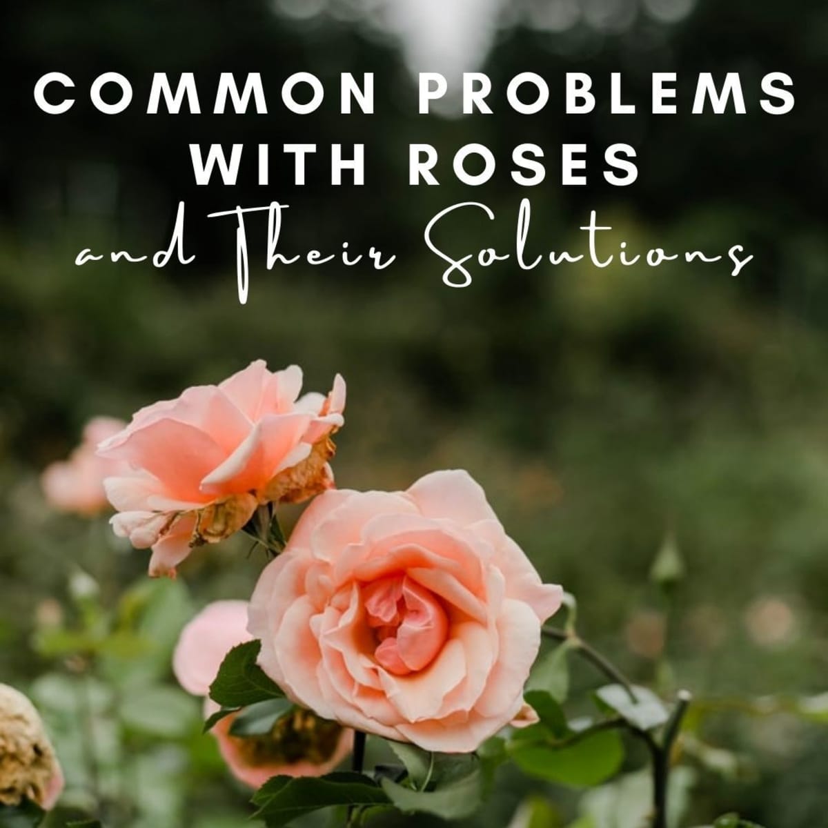 Some Solutions to Common Problems With Roses - Dengarden