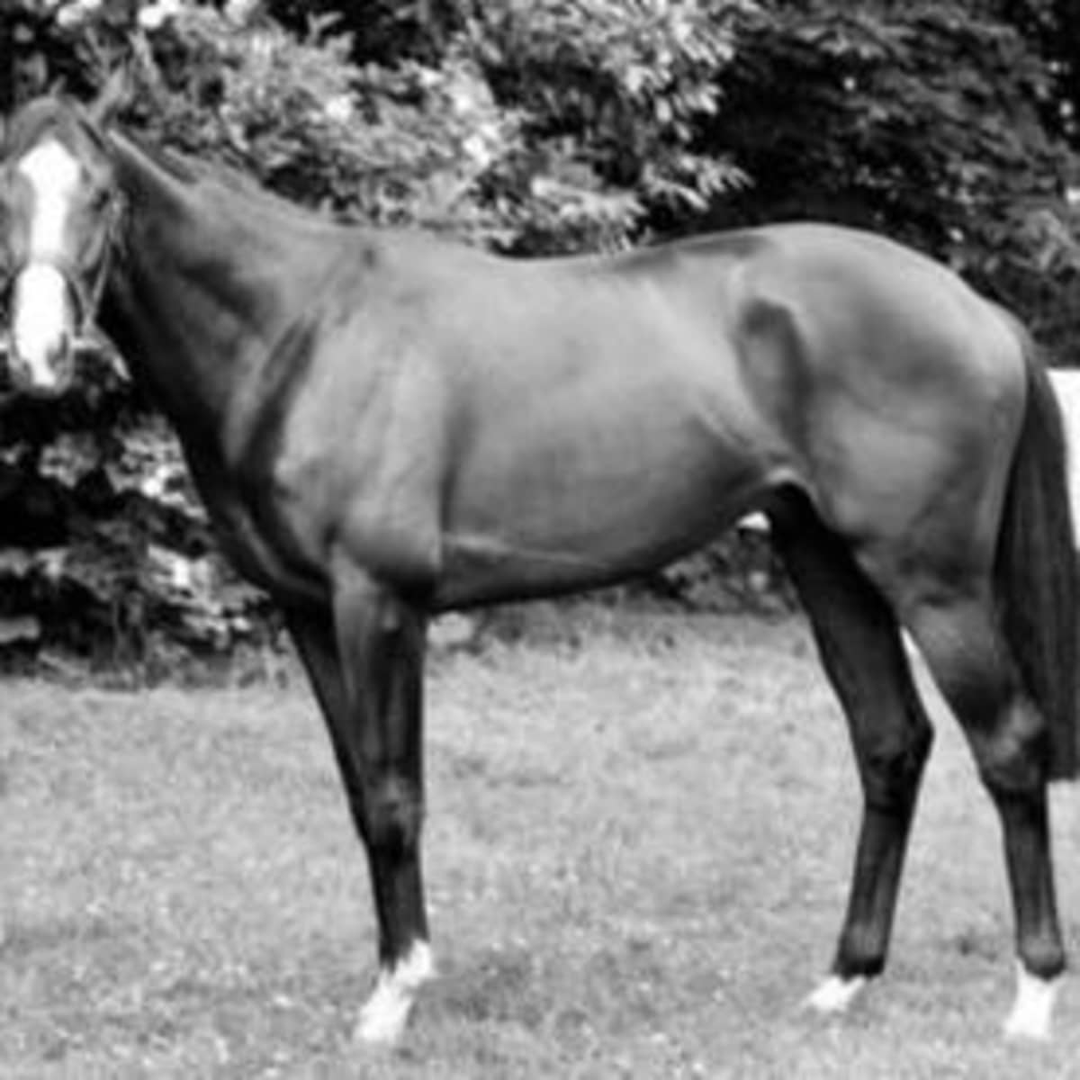 The Case of the Stolen Racehorse - HubPages