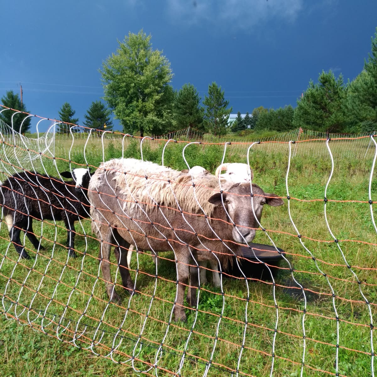 are farm electric fences safe for dogs