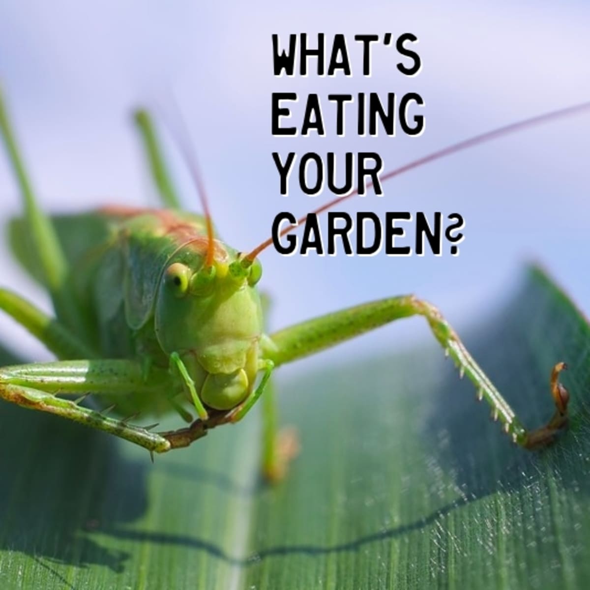 What's Eating Your Garden? How to Identify Common Leaf-Eating Pests -  Dengarden