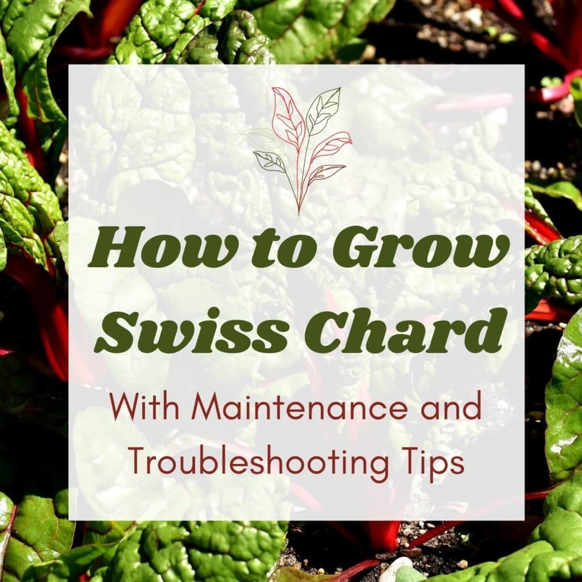 Growing Maintaining And Troubleshooting Swiss Chard Dengarden
