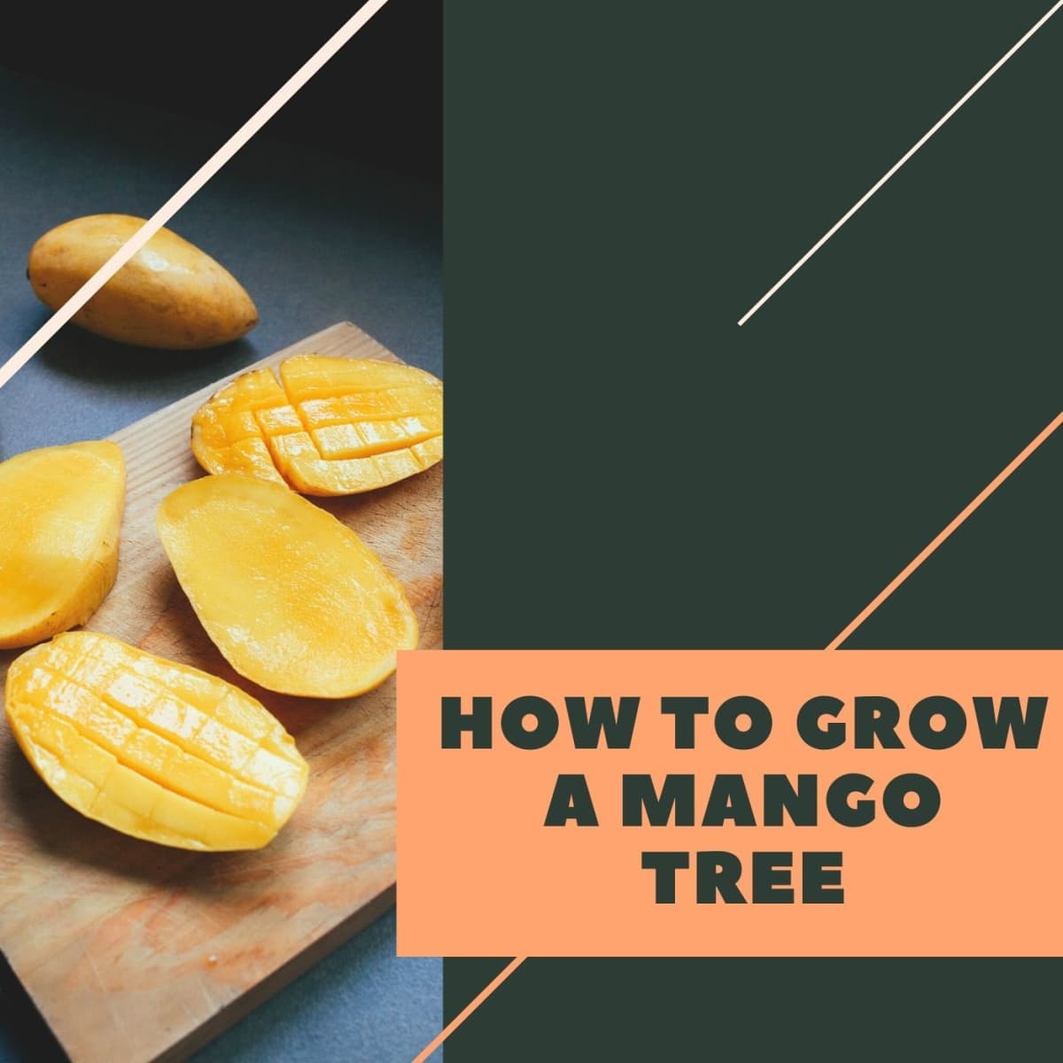 How to Grow Mango Trees