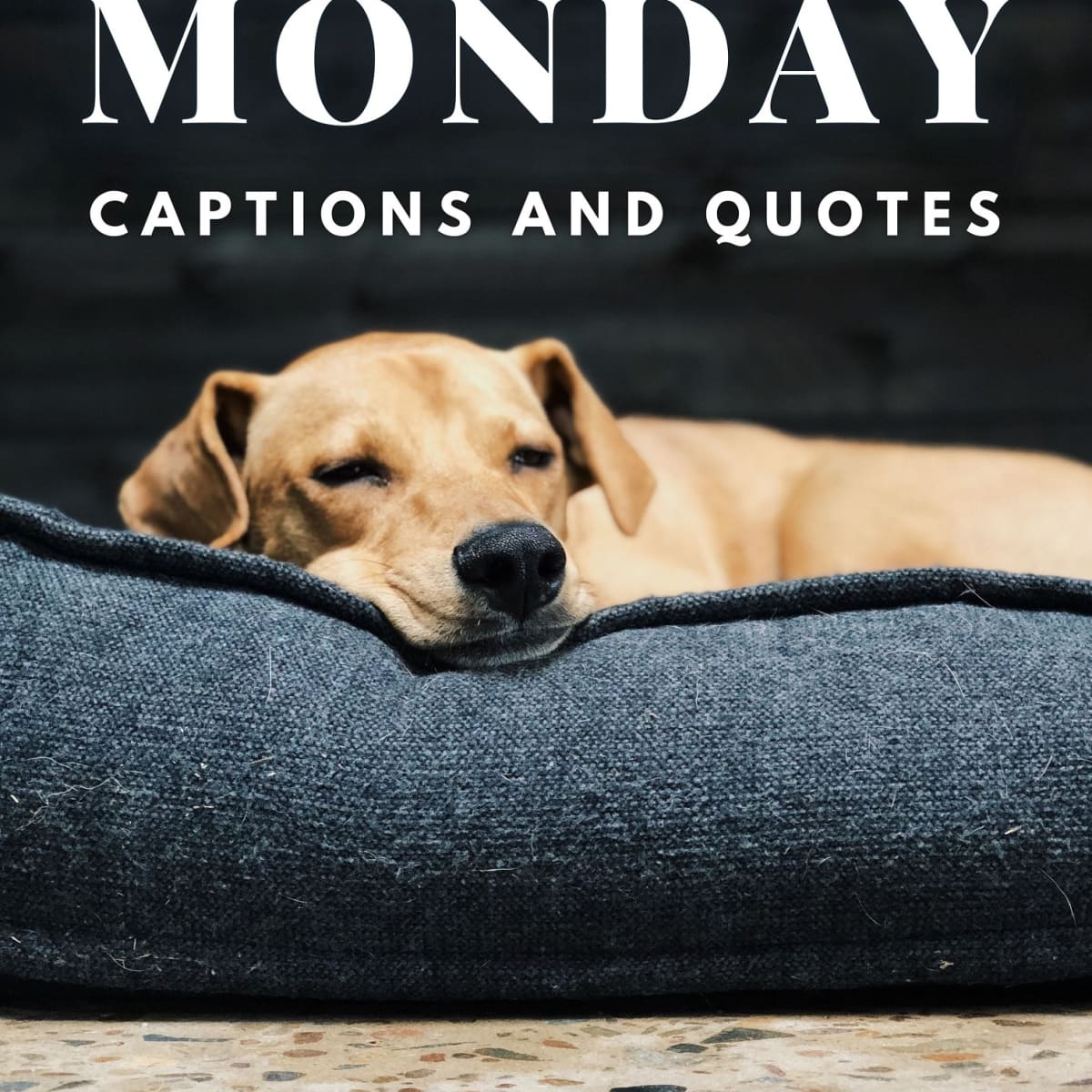 150+ Monday Quotes and Caption Ideas for Instagram - TurboFuture